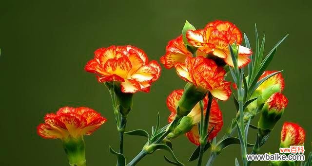 什么花象征着早日康复?如何选择康复祝福的花卉?