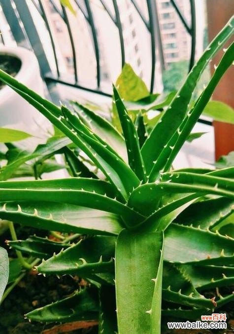 什么花代表原谅?了解代表原谅的花卉及其含义是什么?