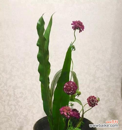 什么花代表原谅?了解代表原谅的花卉及其含义是什么?