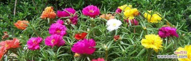 什么花象征智慧？智慧之花有哪些？