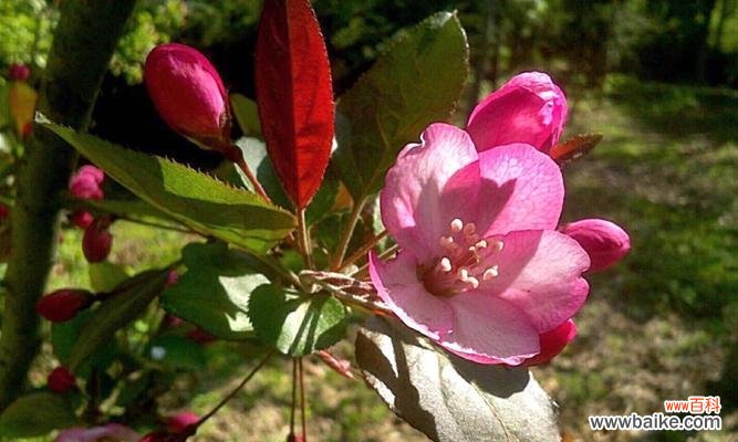 什么花象征智慧？智慧之花有哪些？