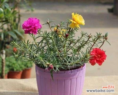 什么花代表忠诚?揭秘象征忠诚的花卉及其花语含义?