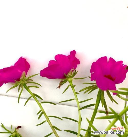 什么花代表忠诚?揭秘象征忠诚的花卉及其花语含义?