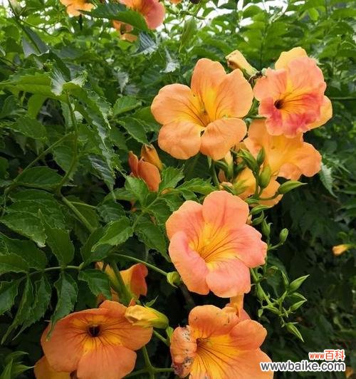 什么花代表中国？中国国花的象征意义是什么？