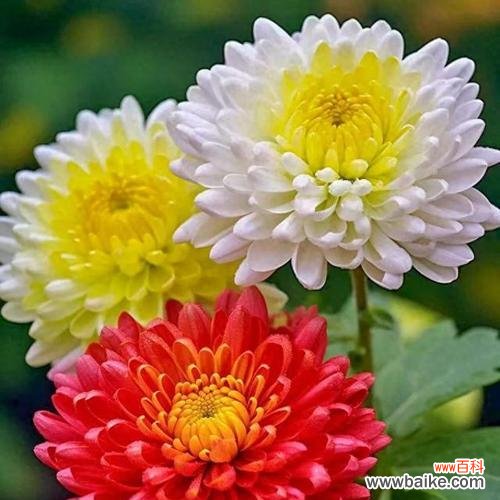 什么花代表中国？中国国花的象征意义是什么？