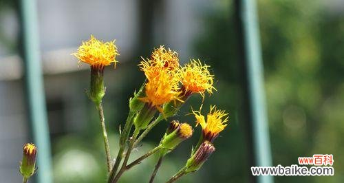 什么花象征着重生和新生？了解代表重生的花卉及其含义？