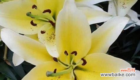 什么花象征专一忠诚？揭秘代表忠诚的花卉及其含义？