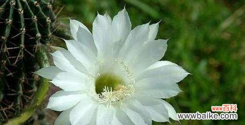 什么花象征专一忠诚？揭秘代表忠诚的花卉及其含义？