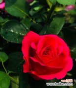 什么花象征自信？如何用花卉表达自信？