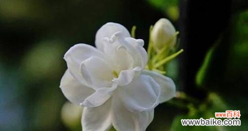 什么花代表尊敬?如何用花卉表达敬意?