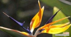 什么花代表尊敬？如何用花卉表达敬意？