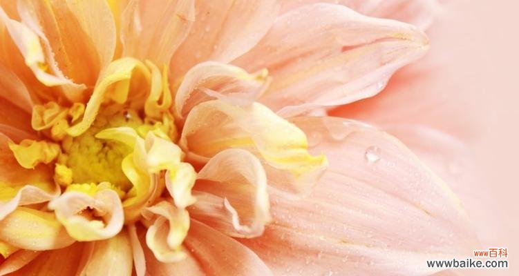 什么花代表自负自恋？自负自恋的花语有哪些含义？