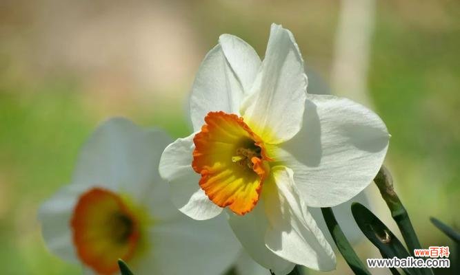 什么花代表自负自恋？自负自恋的花语有哪些含义？