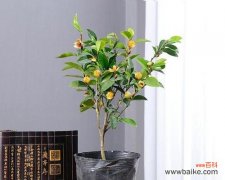 什么花象征尊贵和权力？尊贵花卉的含义是什么？