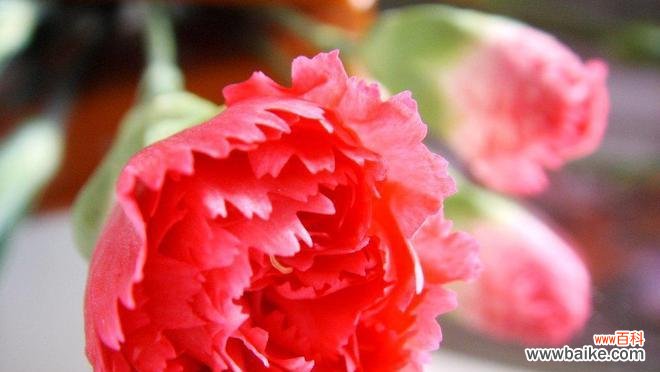 什么花代表尊重?了解尊重的花卉象征意义是什么?