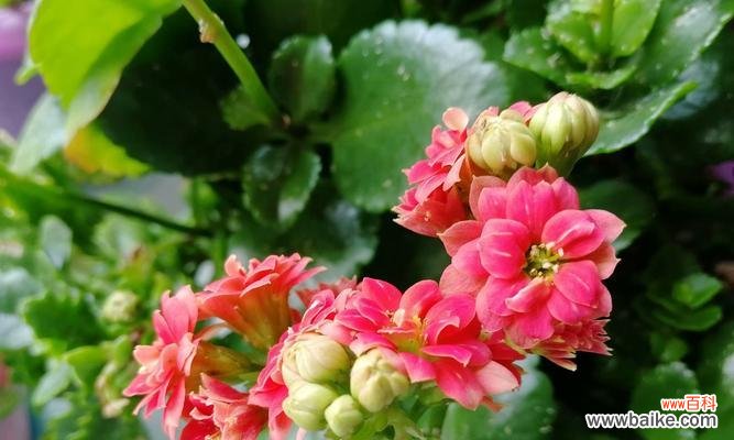 什么花象征智慧和睿智？寻找代表睿智的花卉指南？