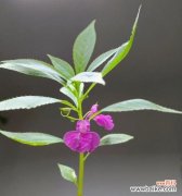 什么花象征智慧和睿智？寻找代表睿智的花卉指南？