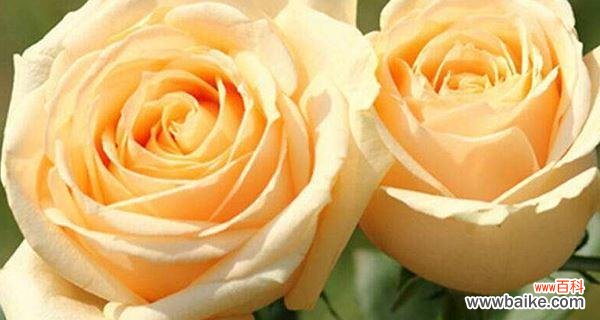 什么花代表爱情？揭秘最浪漫的花卉象征意义？