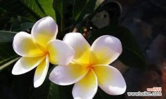 什么花代表爱情？揭秘最浪漫的花卉象征意义？