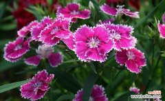 什么花代表爱情的花语？如何用花表达爱意？