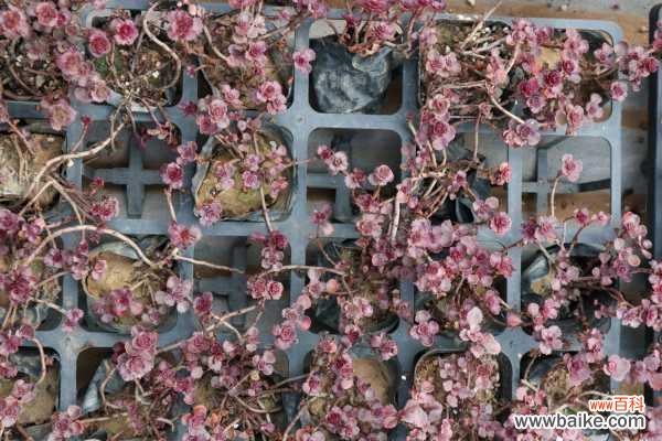 小球玫瑰徒长怎么办