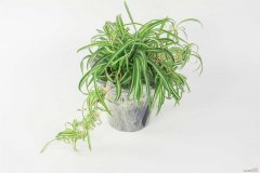 吊兰叶尖干枯怎么办