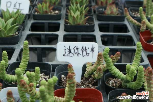 钱串长歪了怎么办