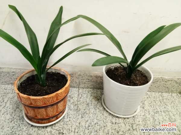 君子兰叶子长斑怎么办