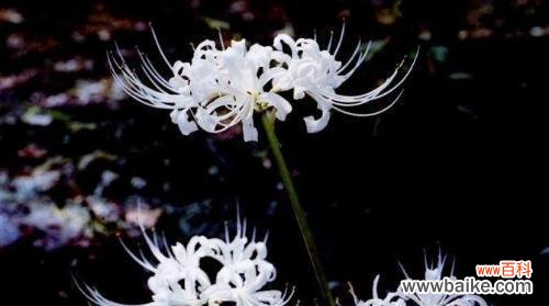 从佛教、印度教到现代西方文化的融合 探寻曼陀罗华的神秘与意义