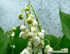 揭示铃兰花的独特意义 铃兰的花语与寓意