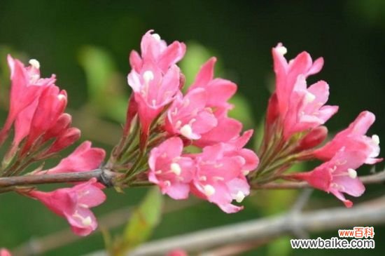 锦带花的花语和文化内涵，花语为前程似锦以及绚烂