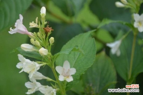 锦带花的花语和文化内涵，花语为前程似锦以及绚烂