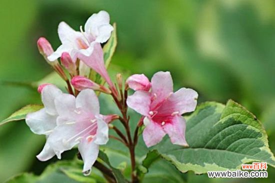 锦带花的花语和文化内涵，花语为前程似锦以及绚烂