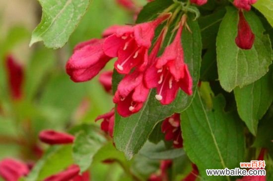 锦带花的花语和文化内涵，花语为前程似锦以及绚烂