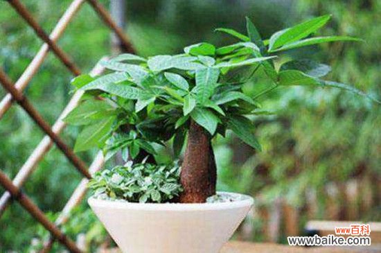 发财树的寓意和象征