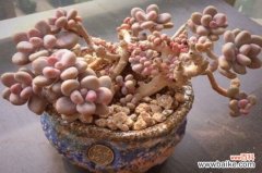 桃之卵和桃美人的区别，详解外形特征区分两者