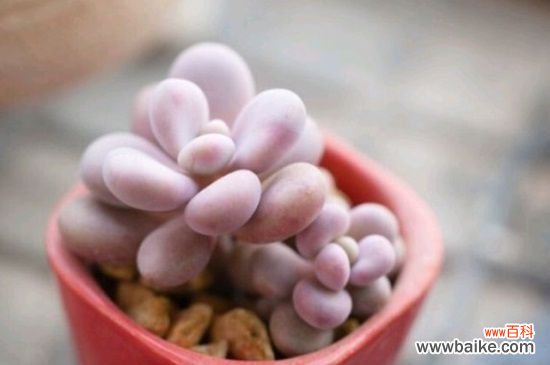 桃之卵和桃美人的区别，详解外形特征区分两者