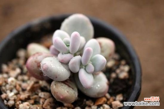 桃之卵和桃美人的区别，详解外形特征区分两者