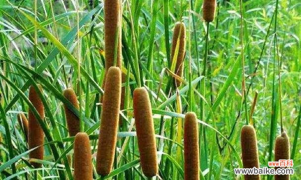 探索植物中的文化传承及象征意义 象征传承的植物