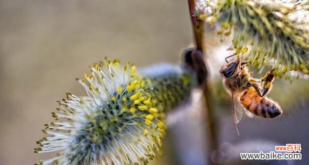 探索植物中的文化传承及象征意义 象征传承的植物