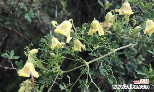 探索植物中的文化传承及象征意义 象征传承的植物