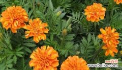 象征长寿吉祥如意的植物大盘点 祥瑞长寿，植物吉祥无比