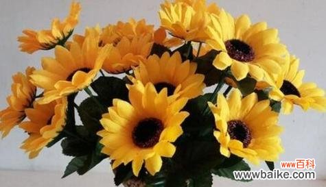 以自信为主题的植物及其生命力的探索 自信花园