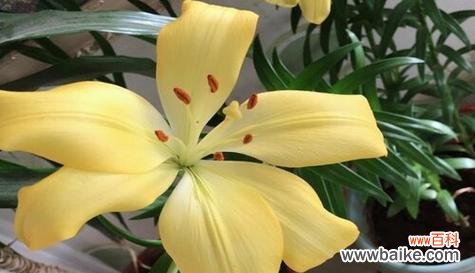 以自信为主题的植物及其生命力的探索 自信花园