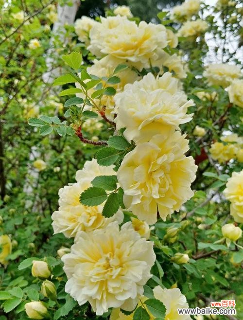 以自信为主题的植物及其生命力的探索 自信花园