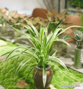 探索自由与独立的植物世界 自由与独立的植物世界