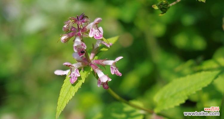 以象征奉献的植物为主题的探索 植物中的奉献之旅