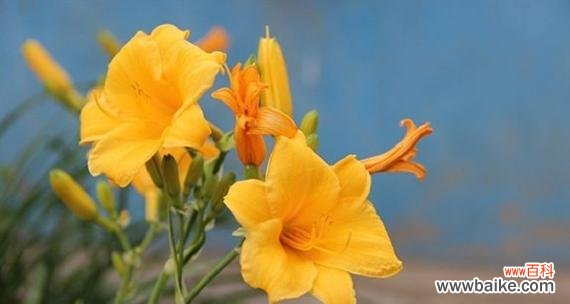 探寻植物世界中关于父爱的奇妙表达 植物中的父爱之象征