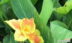 探寻植物世界中关于父爱的奇妙表达 植物中的父爱之象征