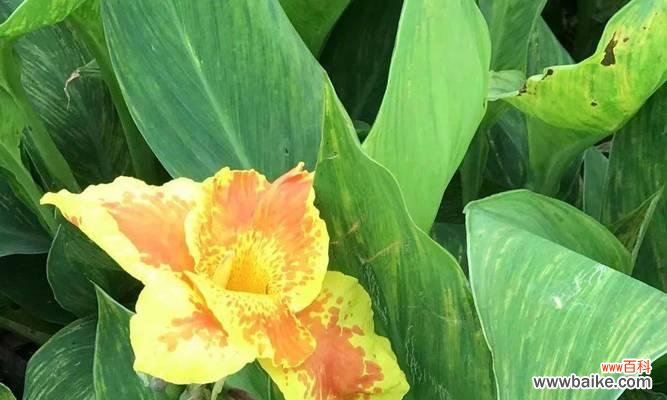 探寻植物世界中关于父爱的奇妙表达 植物中的父爱之象征